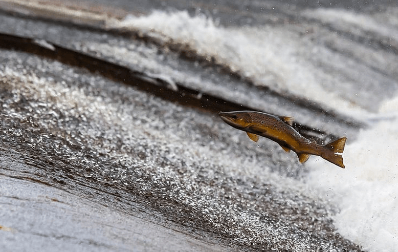 Hashimoto Diät: Nicht zu viel Fisch